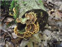 Striegeliger Schichtpilz3